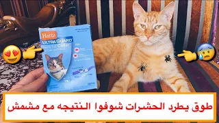 القط مشمش مليان حشرات 😱💔جربت طوق خاص يطرد الحشرات من القطط النتيجه صدمه 😍🔥/ Mohamed Vlog