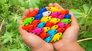 Fish Exploration Catching Various Kinds of Ornamen #fish #exploration