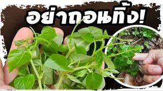 อย่าถอนทิ้งเด็ดขาด..!! ต้นกระสัง ขึ้นอยู่บ้านใคร ให้นำมาทำสิ่งนี้ หลายคนไม่รู้มาก่อน | Nava DIY