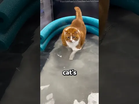 How Big Cats Actually Lose Weight 🤯