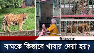 চিড়িয়াখানায় বাঘ-সিংহকে যেভাবে খাবার দেয়া হয় | Feeding Lion & Tiger | Bangladesh National Zoo