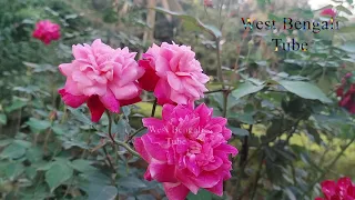Vlog Ep_22 || Accurate Indian Red Rose Flower Plants with Natural View || West Bengali Tube
