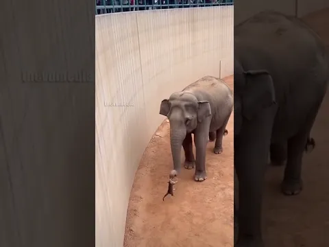 Heartwarming Zoo Elephant Rescues Small Cat! #rescue #animals #zoo #viralshort #viral