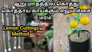 ஆறே மாதத்தில்கொத்து கொத்தாய்  காய்க்கும் எலுமிச்சை மரம்  / lemon tree cuttings propagation