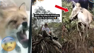 What Rabies Does To An Animal…😨 // Tcezy TikTok Compilation