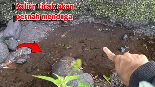 BAHKAN GAK CUMAN IKAN CHANNA, MALAH ADA BUAYA -  MANCING IKAN CHANNA