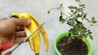 Stop Throwing These Away. Your Plants Need Them. 