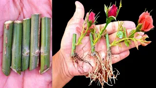 How to grow rose plant From cutting (New Techniques)