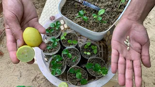 ازرع مئات الشتلات من الليمون من بذور ثمرة ليمون وحدة من الثلاجة 🍋 زراعة بذور الليمون في المنزل