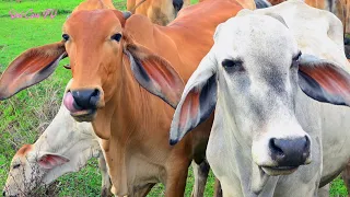 Con Bò - Chú Bò Vàng - Vịt Con Lông vàng - Nhạc thiếu Nhi Cho bé