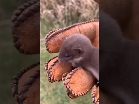 The Secret of Cute 🔥