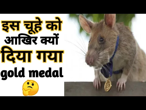 चूहे को Gold Medal |10 Amazing facts |10 Interesting Facts #Shorts#Short #YoutubeShorts #Anandfacts