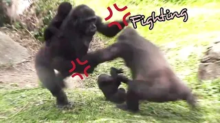 #Gorilla Social Media||Tayari felt that Iriki was bullying Jabali and rushed to save her son