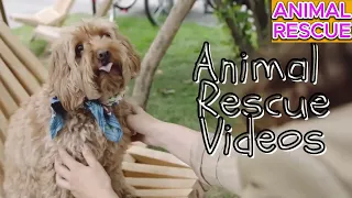 Some of the best Animal Rescue #animalrescue