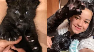 (Eng Subs) Luna the panther from a kitten to a graceful leopard🐆 How I Raised a Black Panther Cub
