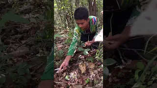 ฤดูกาลเห็ดถ่าน 