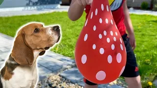 🎈Water Balloons & Ball Pit pool with Pets / Nursery Rhymes and Learning Colors