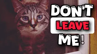 Never Do This When Leaving Your Cat Home Alone (Veterinarians Warn)