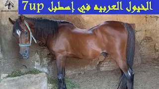 الخيول العربيه الاصيله في مصر