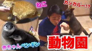 【多頭】自宅に赤ちゃんペンギンもカンガルーもいるんですか！？