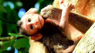 Cute Baby Monkey With Mommy