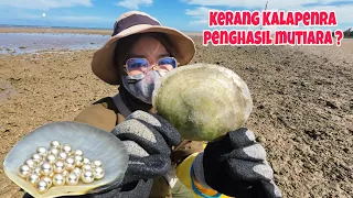 Ada Kerang Kalapenra Penghasil MUTIARA‼️Langsung unboxing pinggir pantai