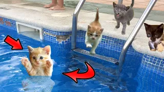 ¿Lindo gatito bebe se hunde en el agua de la piscina? Videos de gatitos graciosos en español