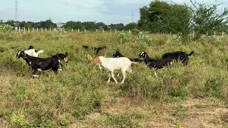 Guy Comes Home From Work With A Stray Dog |The Dodoo🥰,bdb