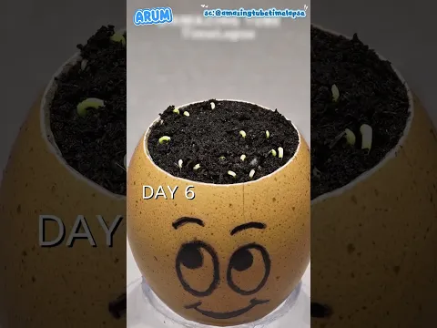 Menanam buah naga di CANGKANG TELUR, apa yang akan terjadi?😱