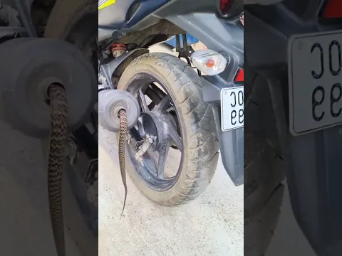 Snake 🐍 hide inside motorcycle /bike  silencer, #snake #trending #shortsfeed