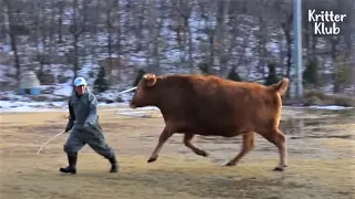 Grandpa Who Saved A Nearly Dying Calf Ended Up Like 'This' After 2 Years (Part 2) | Kritter Klub