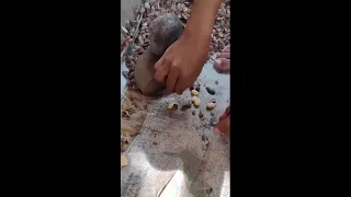 Simple tools, techniques, and skills for making authentic village melinjo chips #farmtools #farmer