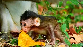 A gorgeous young monkey with a lovely mother