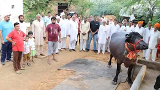 रिकार्ड तोड़ने वाली नोरा को किसने खरीदा - ताऊजी रामसिंह पाणडवान ने क्यों बेची नोरा भैंस
