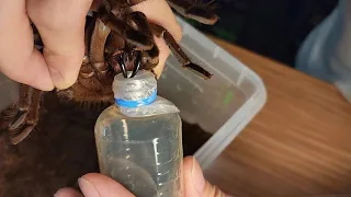 타란튤라 독을 채취해서 밀웜에게 먹여보았더니....ㄷㄷ