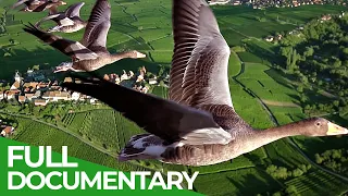 ALT +++ BLOCKED +++  Birds of Passage - A Secret Journey Through the Skies | Free Documentary Nature