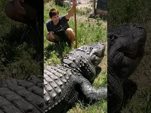 Elvis the Alligator goes for Swim!