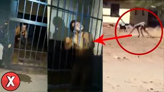 7 LOBISOMENS DA VIDA REAL Capturados em Câmera