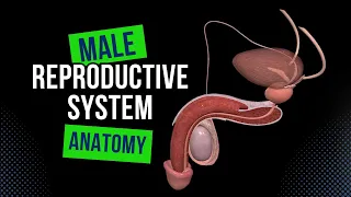 Male Genital System (Internal & External) - Anatomy