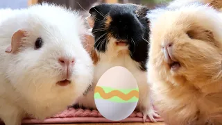 Guinea Pig Easter Egg Hunt
