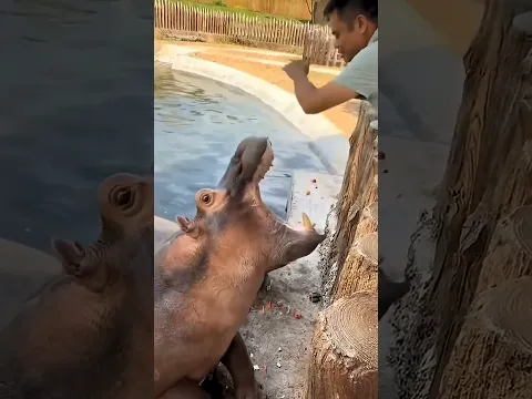 this boy keeping food?