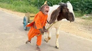 "Hilarious Monkey Videos Are Taking Over the Internet! Watch Now! 🐒🤣"