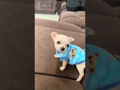 suscribete por favor 🙏 #pets #cuteanimals #puppy #cutebaby #cute #dog #dogs #dogshorts #doglife