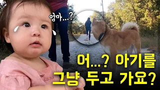 아기를 길에 두고 떠나는 엄마를 본 진돗개의 놀라운 행동