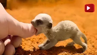 Top 5 Cute Animals in the world | You Can keep as pet | #cuteanimals #animals