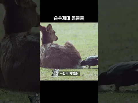 순수재미 동물들