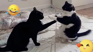 Catcore: The Ultimate Feline Chaos & Cuteness Compilation! 🐱✨