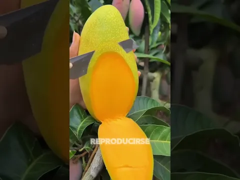 El árbol de mango produce por estrés