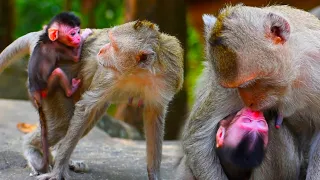 Baloon mom don't take care her newly baby. Just newborn baby monkey