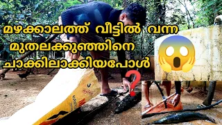 അരാപൈമ മീനുകളെ😬 ആക്രമിച്ചു തുടങ്ങി | ബാക്കി മീനുകൾക്കൊക്കെ എന്തുപറ്റി....